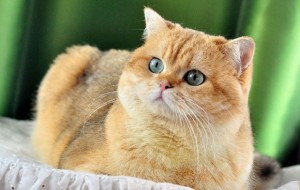 Шиншилла. Завуалированный Золотой Окрас Британских Кошек. Фото золотых британцев: британских котят, котов, кошек. Золотой британский кот: стандарт окраса. Золотистые британцы: фото галерея.